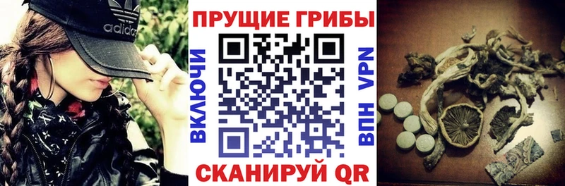 Купить  Кызыл  Псилоцибиновые грибы Psilocybine cubensis 
